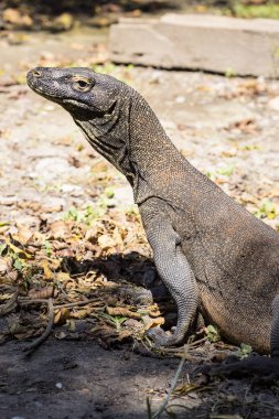 Komodo ejderi, Varanus komodoensis, Rinca Adası, Endonezya