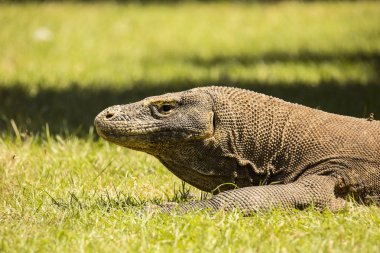 Komodo ejderi, Varanus komodoensis, Rinca Adası, Endonezya