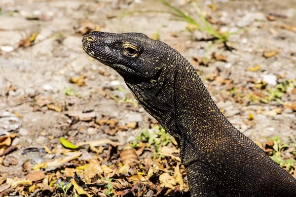 Komodo Smok Varanus Komodoensis Wyspie Rinca Indonezja — Zdjęcie stockowe