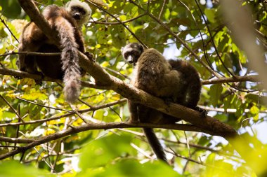 Ağaçta, Milli Parkı Nosi Mangabe, Madagaskar dinlenme Lemur, beyaz önlü Eulemur albifrons, Grup