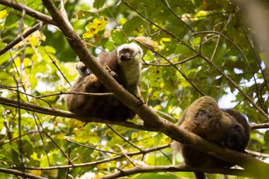 Ağaçta, Milli Parkı Nosi Mangabe, Madagaskar dinlenme Lemur, beyaz önlü Eulemur albifrons, Grup