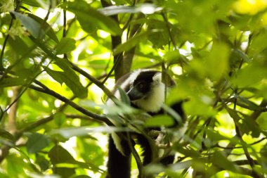 çok nadir beyaz kuşaklı Nomascus lemur - Grtelvari, Varecia variegata subcincta, ağaçta, Nosi Mangabe, Madagaskar besleme