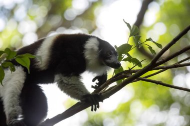 çok nadir beyaz kuşaklı Nomascus lemur - Grtelvari, Varecia variegata subcincta, ağaçta, Nosi Mangabe, Madagaskar besleme