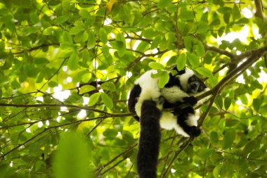 çok nadir beyaz kuşaklı Nomascus lemur - Grtelvari, Varecia variegata subcincta, ağaçta, Nosi Mangabe, Madagaskar besleme