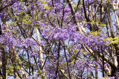 Mor çiçekli Jakaranda Madagaskar