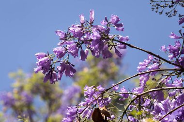 purple flowering jacaranda Madagascar clipart