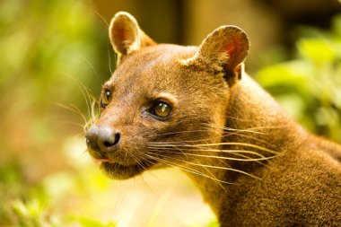 Madagaskar'ın en büyük yırtıcı hayvan, Madagaskar fossa, Cryptoprocta ferox o