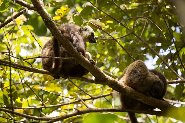 Группа Белолобых Лемуров Eulemur Albifrons Отдыхающих Дереве Национальный Парк Nosi — стоковое фото