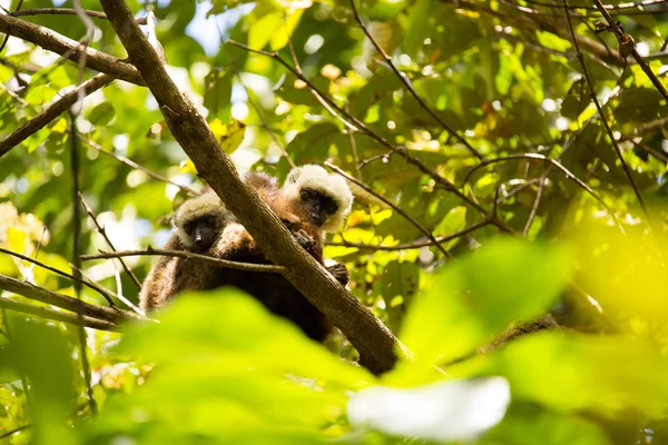 Groep Van White Fronted Lemur Eulemur Albifrons Rustend Een Boom — Stockfoto