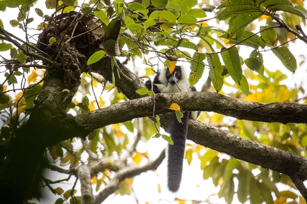 Lemur Ruffed Berikat Putih Yang Sangat Langka Grtelvari Varecia Variegata — Stok Foto