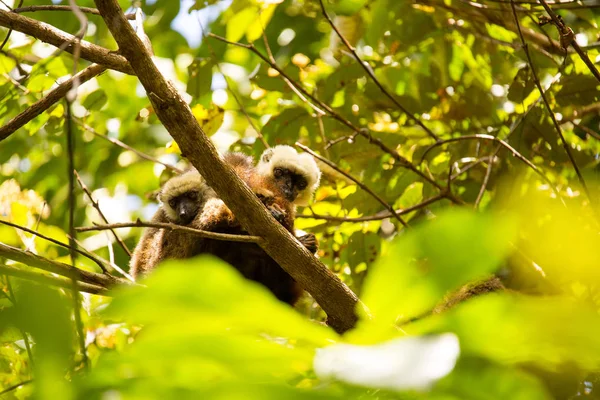 Groupe Lémuriens Front Blanc Eulemur Albifrons Reposant Sur Arbre Parc — Photo