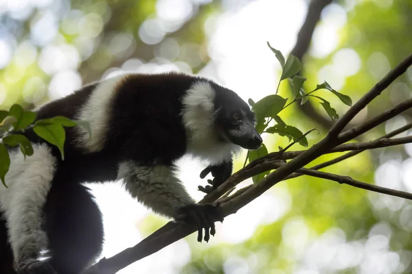 Zeer Zeldzame Witte Gordel Vari Lemur Grtelvari Varecia Variegata Subcincta — Stockfoto