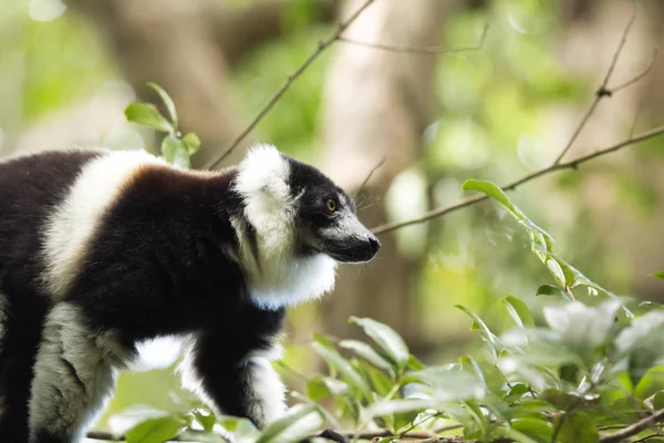Zeer Zeldzame Witte Gordel Vari Lemur Grtelvari Varecia Variegata Subcincta — Stockfoto