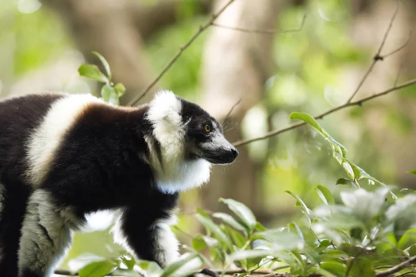 非常罕见的白束 Ruffed Grtelvari Varecia Subcincta 在树上喂食 Nosi Mangabe Madagaskar — 图库照片