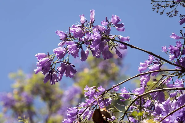 Roxo Jacaranda Floração Madagáscar — Fotografia de Stock