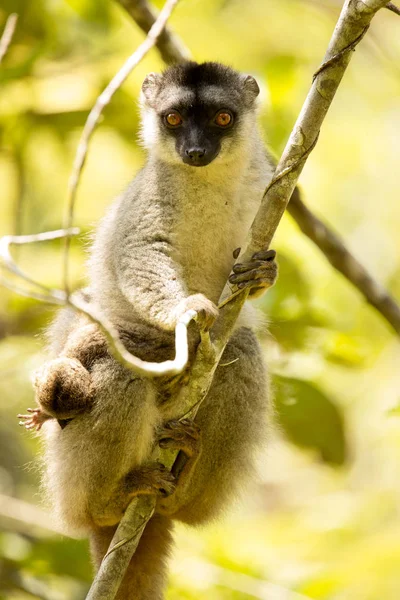 Gemeenschappelijke Brown Lemur Eulemur Fulvus Vrouw Met Jonge Madagaskar — Stockfoto