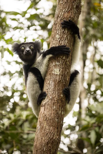 Indri Indri Indri Madagaskar Přírodě — Stock fotografie