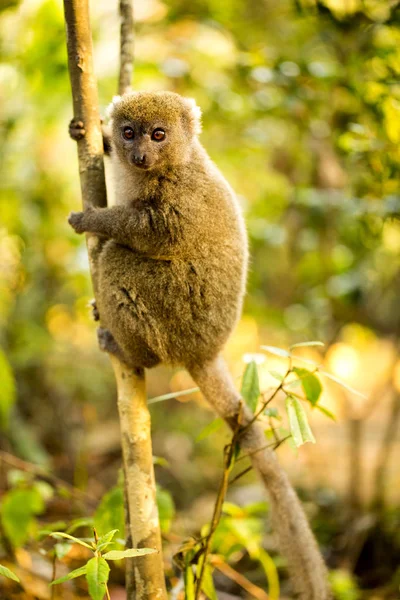 Lémur Bambú Menor Hapalemur Griseus Naturaleza Madagascar — Foto de Stock