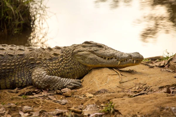 Portret Madagaskar Krokodyla Crocodylus Niloticus Madagascariensis Madagaskar — Zdjęcie stockowe