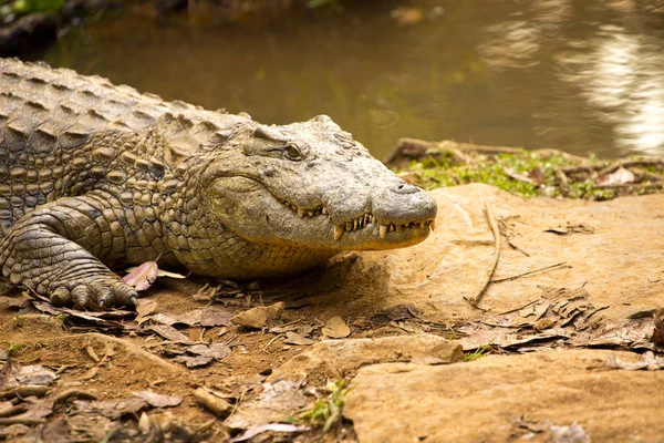 Retrato Crocodilo Madagáscar Crocodylus Niloticus Madagascariensis Madagáscar — Fotografia de Stock