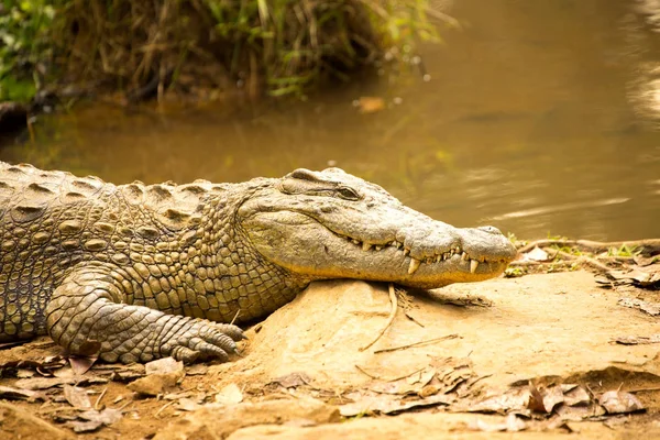 Portret Madagaskar Krokodyla Crocodylus Niloticus Madagascariensis Madagaskar — Zdjęcie stockowe