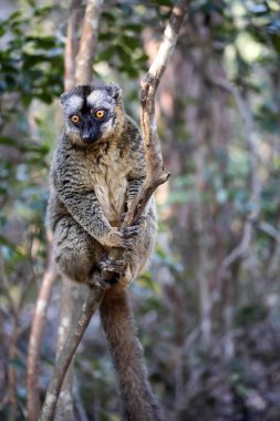 Ortak Brown Lemur, Eulemur fulvus, Madagaskar