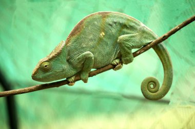 Büyük papazın bukalemun, Calumma parsonii, Madagaskar