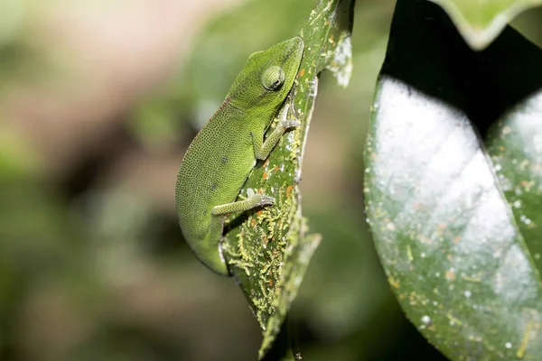 Caméléon Perinet Calumma Gastrotaenia Dans Nature Madagascar — Photo