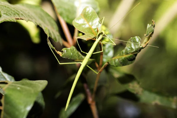 Büyük Sopa Böcek Madagaskar — Stok fotoğraf