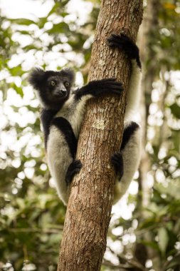 Indri, Indri indri, doğada Madagaskar