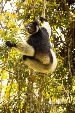 Indri, Indri indri, doğada Madagaskar
