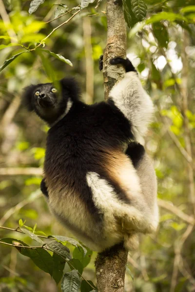 Indri Indri Indri Madagaskar Přírodě — Stock fotografie