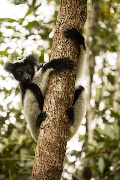 Indri Indri Indri Madagaskar Natuur — Stockfoto
