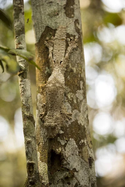 Gemensamma Platt Svans Gecko Uroplatus Fimbriatus Har Perfekt Härmning Madagaskar — Stockfoto