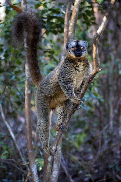 Lemur Marrón Común Eulemur Fulvus Madagascar — Foto de Stock