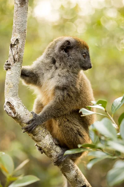 Lémur Bambú Menor Hapalemur Griseus Naturaleza Madagascar — Foto de Stock