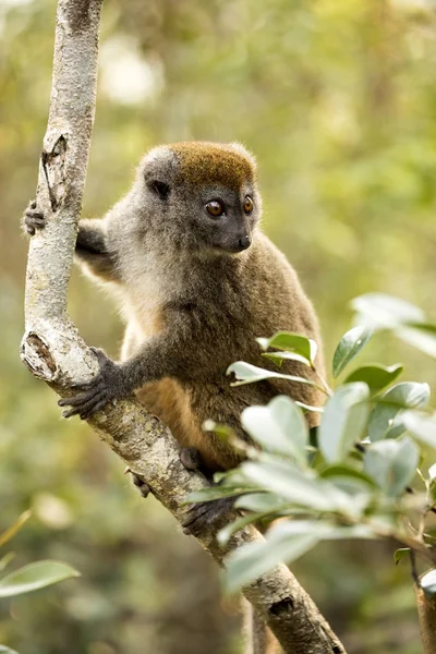 Lémur Bambú Menor Hapalemur Griseus Naturaleza Madagascar — Foto de Stock