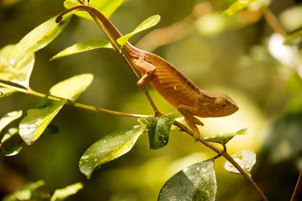 Perinet Chameleon Calumma Gastrotaenia Nature Madagascar — Stock Photo, Image