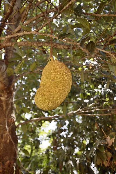 Árbol Frutal Grande —  Fotos de Stock