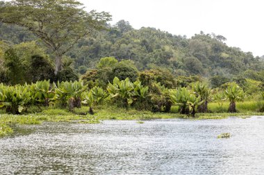 kıyı bitki örtüsü Kuzey Doğu Madagaskar