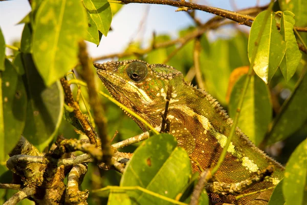 Panthère Caméléon Furcifer Pardalis Les Feuilles Arbre Madagascar — Photo