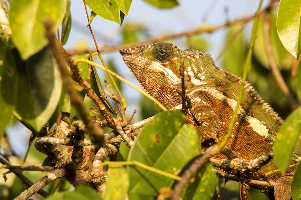 Pantherchamäleon Furcifer Pardalis Die Blätter Des Baumes Madagaskar — Stockfoto