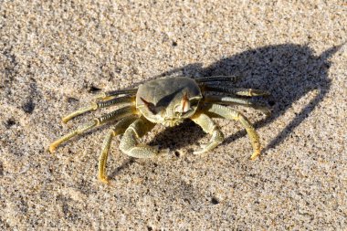 plajda, Madagaskar yengeç