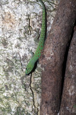 Phelsuma madagascariensis Madagaskar gün gecko Madagaskar ağaçta
