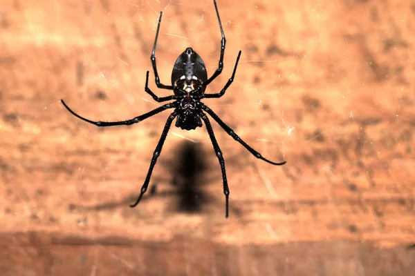 Araña Grande Red Madagascar — Foto de Stock