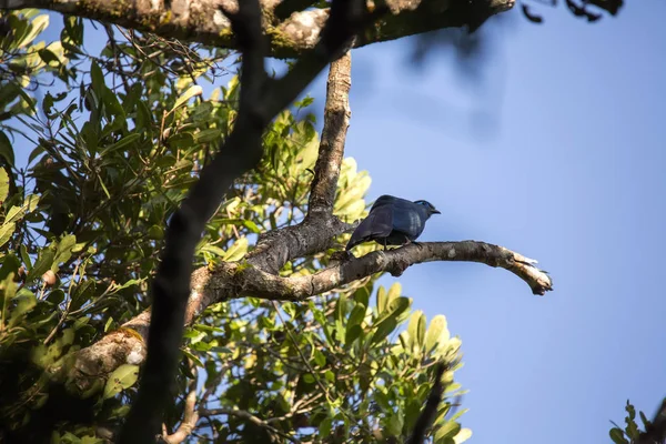 Gemeiner Waldvogel Haubencoura Coura Cristata Madagaskar — Stockfoto