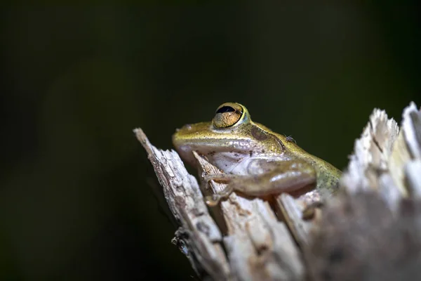 Frog Boophis Tephracomystax Masoala National Park Madagascar — Stock Photo, Image
