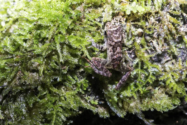 Madagascan Frog Boehmantis Ssp Moss Rainforest Madagascar — Stock Photo, Image