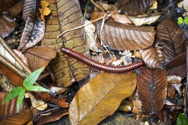 Grand Millipède Tropical Madagascar — Photo