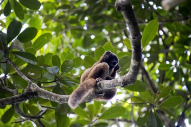 Kadın beyaz önlü Lemur, Eulemur albifrons, Masoala Milli Parkı, Madagascar